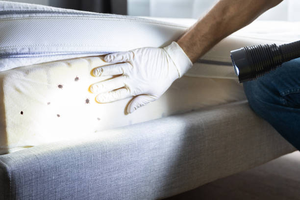 Best Best Pest Control Companies  in Elk Rapids, MI