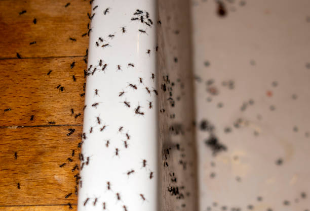 Best Wasp Removal Services  in Elk Rapids, MI